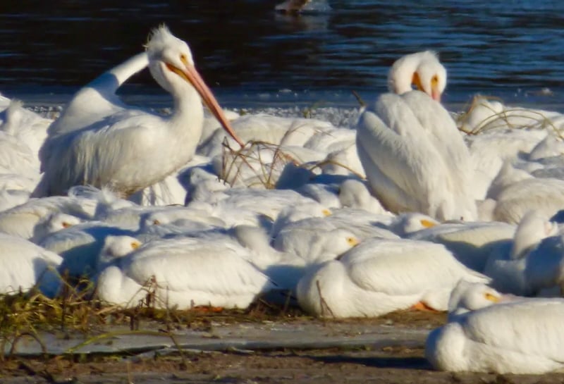 American White Pelicans became more active as the sun warmed them up on a recent chill fall day. / Photo by Bruce Ause