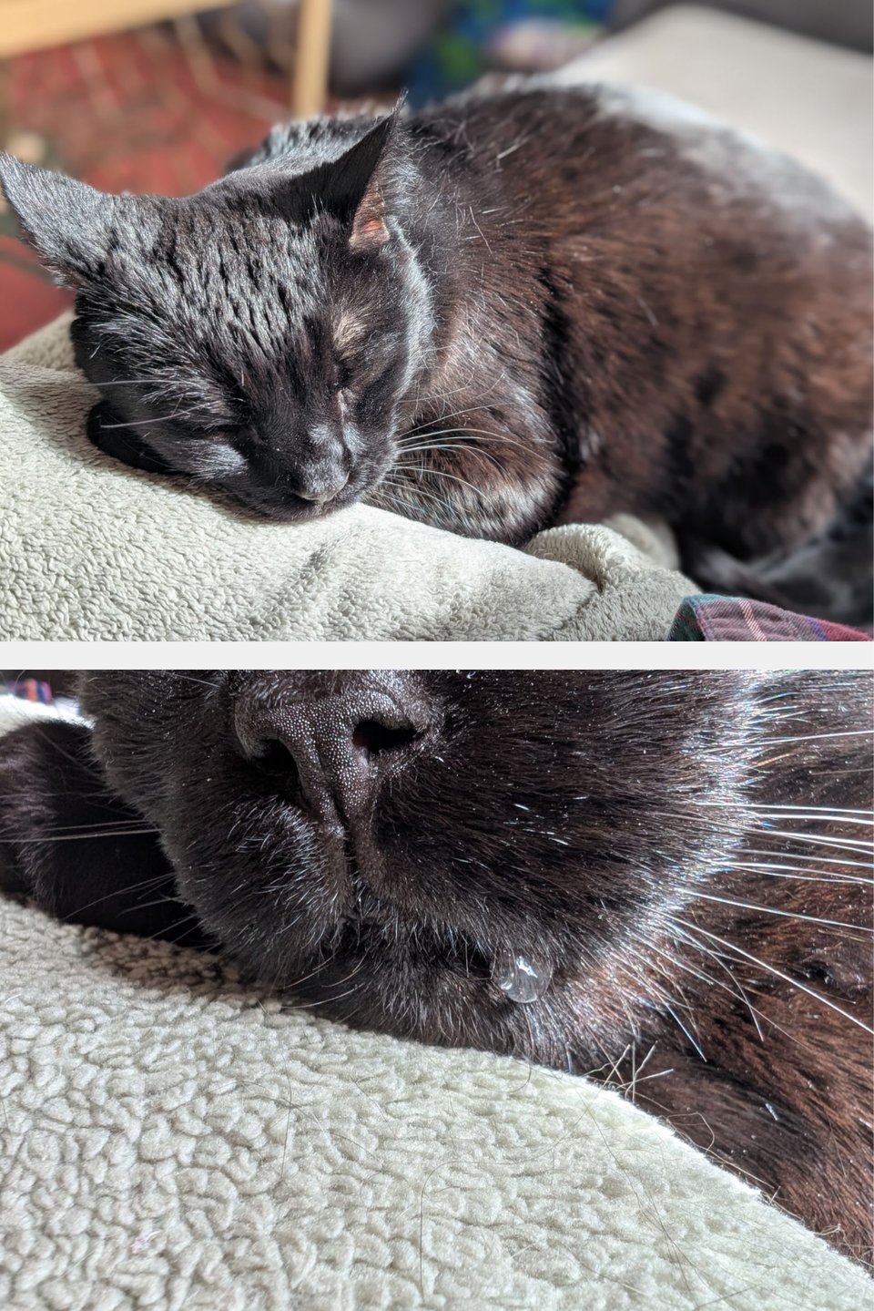 Ember, Sara's black cat, laying on a light green blanket. The upper photo is a full-body image of the cat sleeping in the sun. The lower photo is a zoomed-in shot of a drop of drool pooling on the cat's lip.