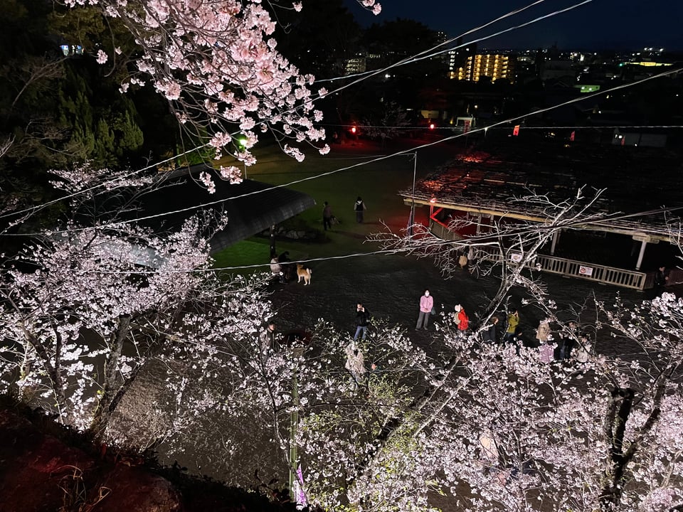 A view of the people milling about the Matsusaka castle ruins at night. Cherry blossoms are lit up by spotlights from below.