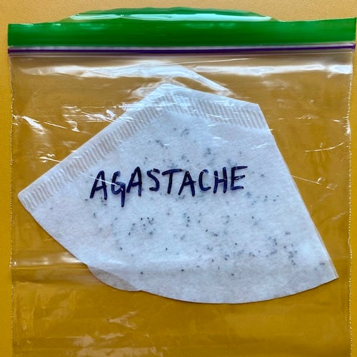 Coffee filter and seeds are ready for the refrigerator