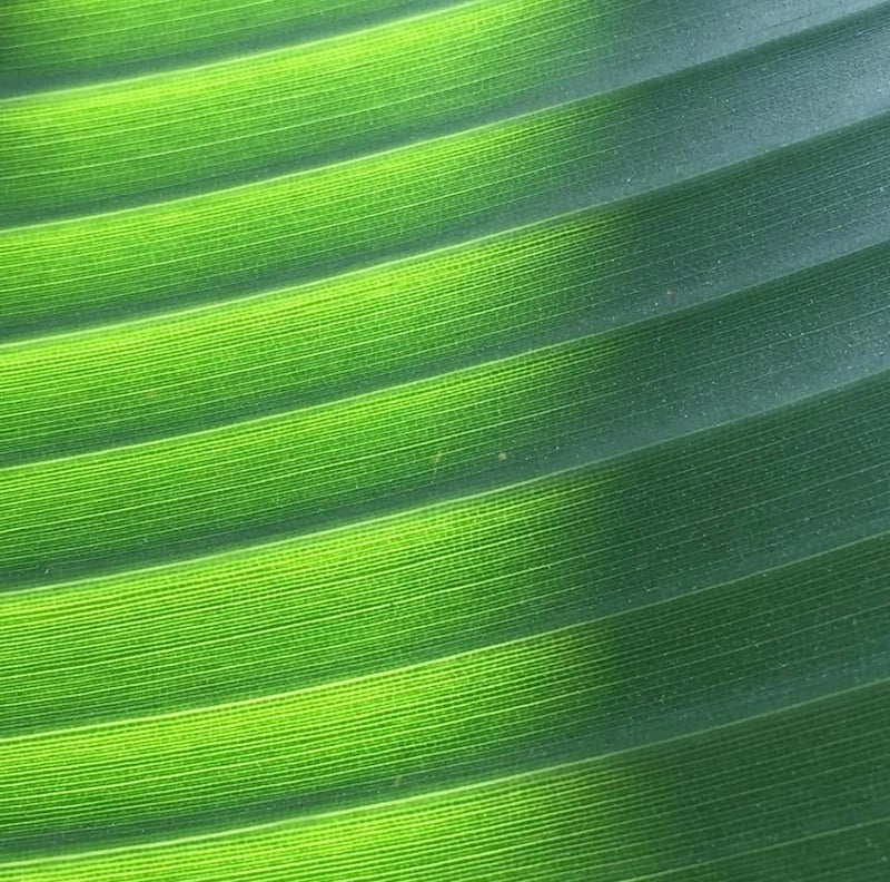 up close image of a piece of a banana leaf: green with gold highlights, fibrous, stringy beauty