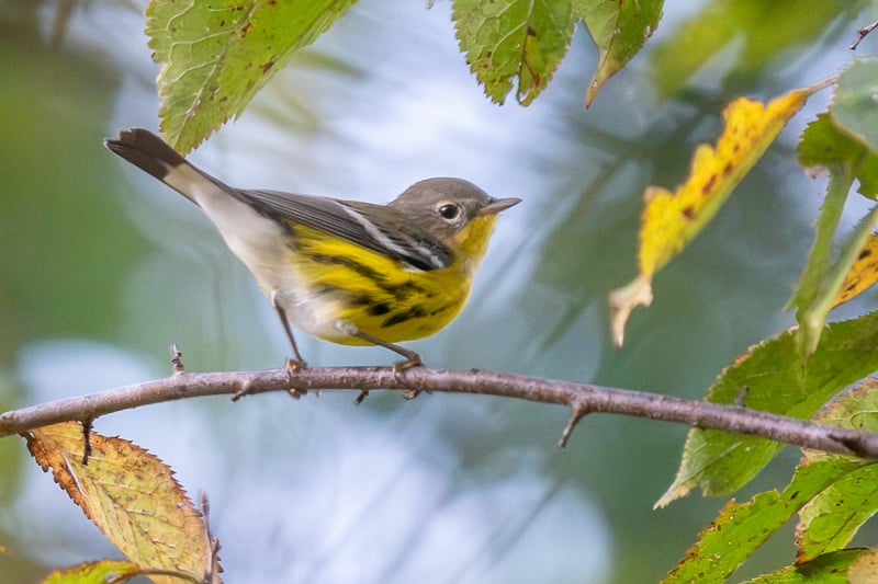We tend to think of warblers as spring birds, but some also pass through our area in the fall. This pert little creature is a Magnolia Warbler. / Photo by Earl Bye