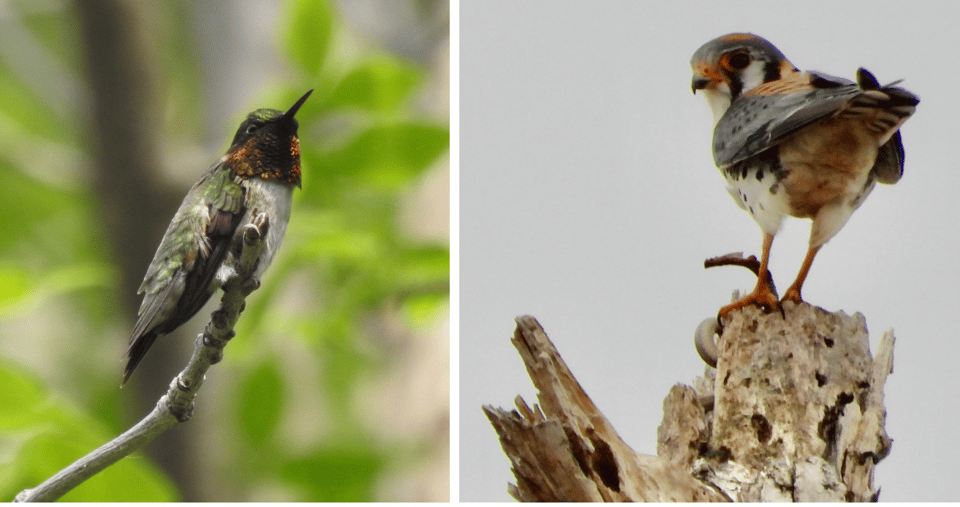 Ruby-throated Hummingbird, left. American Kestrel, right. / Photos by Janet Malotky