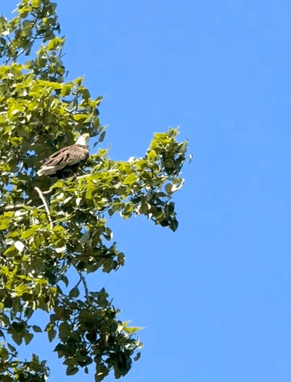 A bald eagle resting in a tree against a blue sky. It's very American, in a non-shitty way.