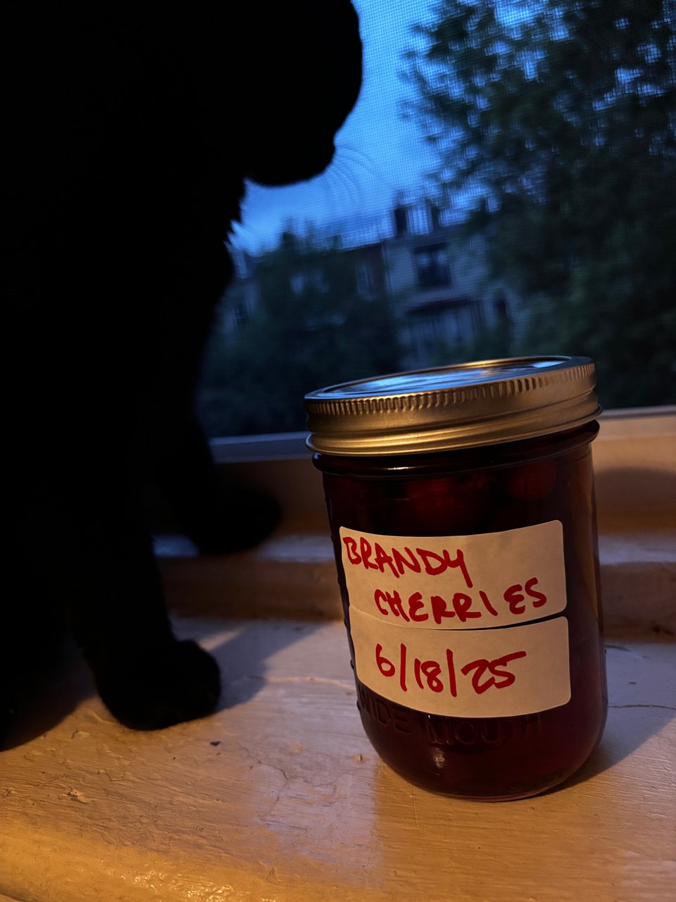 silhouette of black cat on windowsill next to jar of brandy cherries 6/18/25