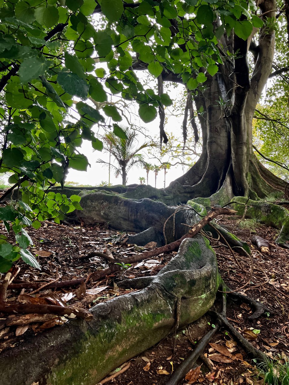 A very ancient and imposing looking tree with large roots spreading out metres away from the trunk like a thousand tentacles. The roots are covered in moss and look as thick and strong as the trunk of other trees.