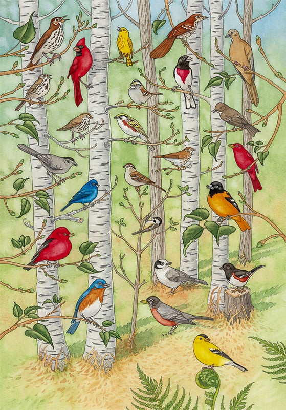 Illustration of various song birds