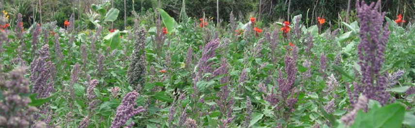 Quinoa plants bearing almost ripe seedheads
