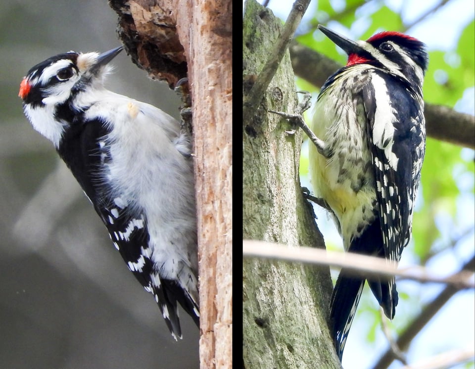 Downy woodpecker, left; Yellow-bellied Sapsucker, right. Photos by Steve Dietz