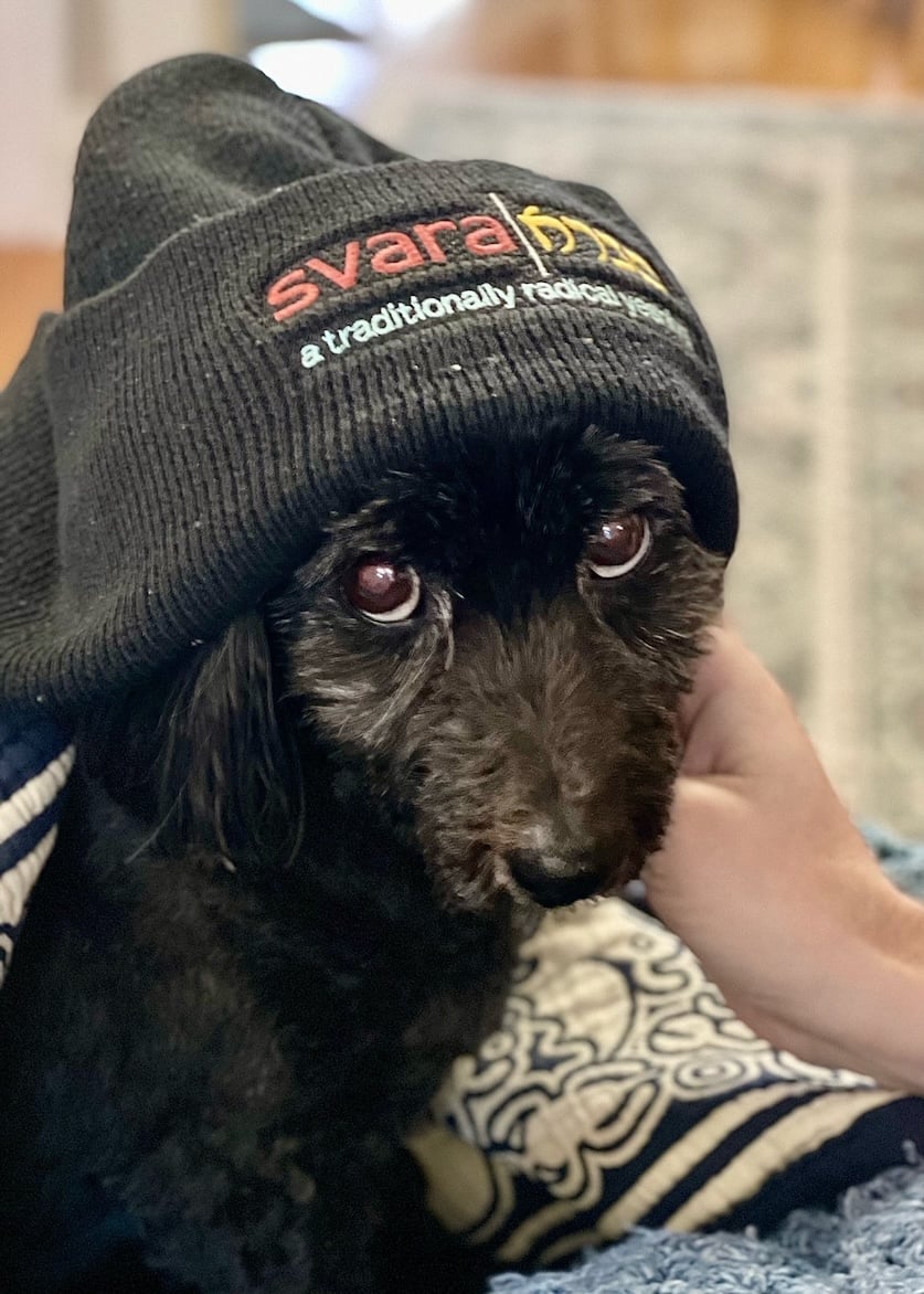 a small black dog with large round eyes wearing a beanie with "svara: a traditionally radical yeshiva" written on it