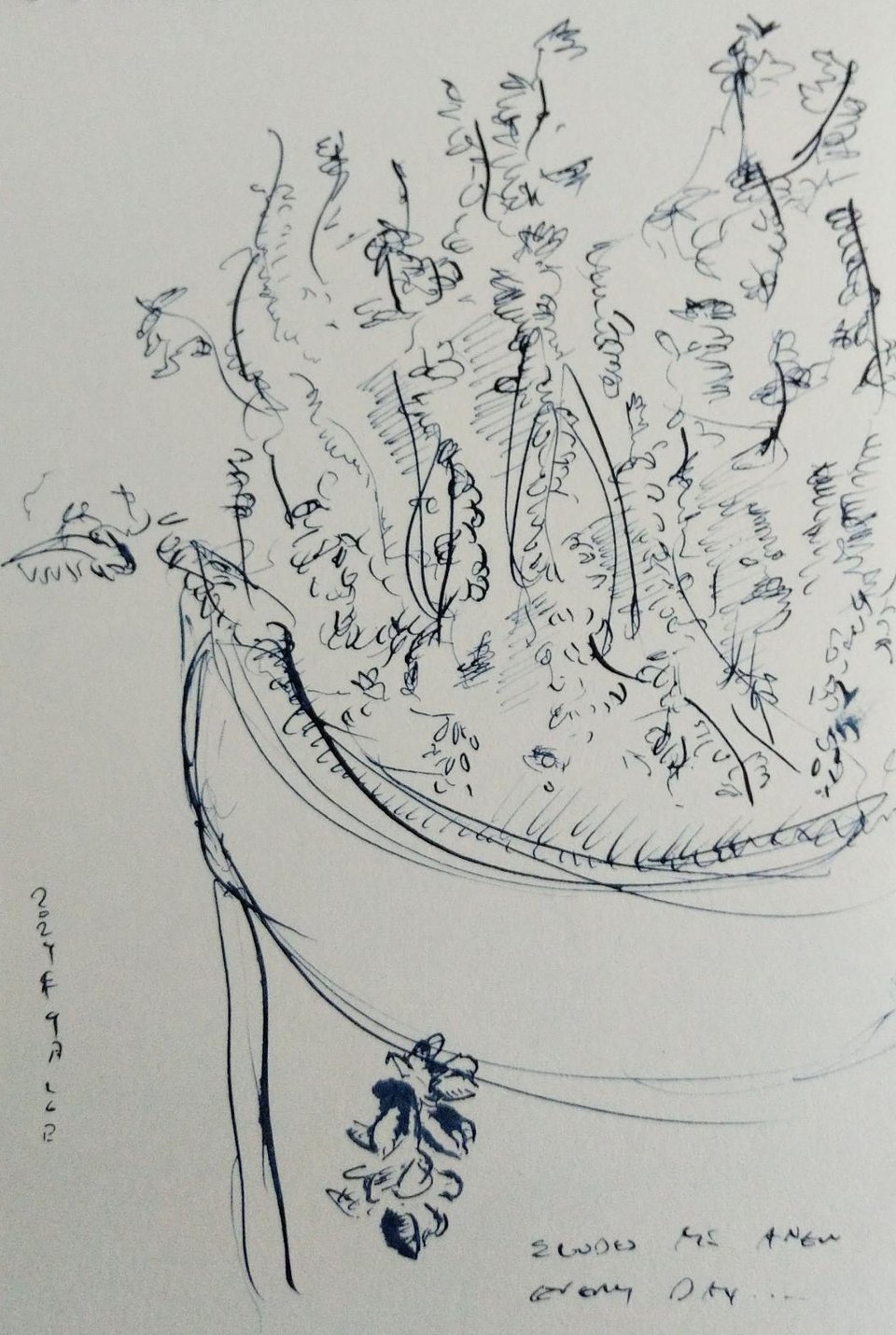 Another drawing of the same specimen of Calluna vulgaris