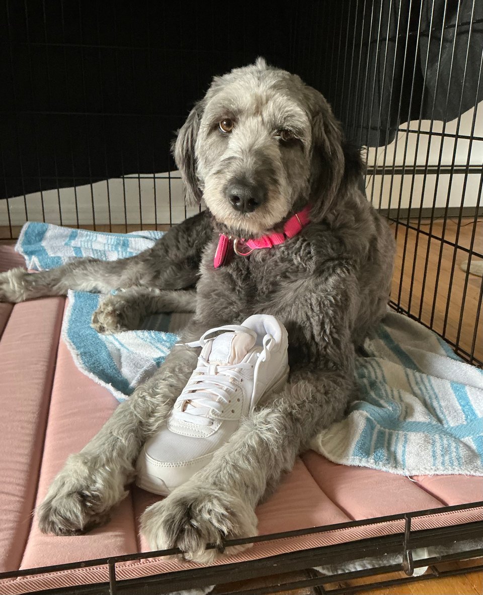 Photo of gray aussiedoodle sitting in a black metal crate with a pink crate-liner and a teal towel beneath her. Between her forelegs is a white sneaker, and she has a forlorn look on her face.