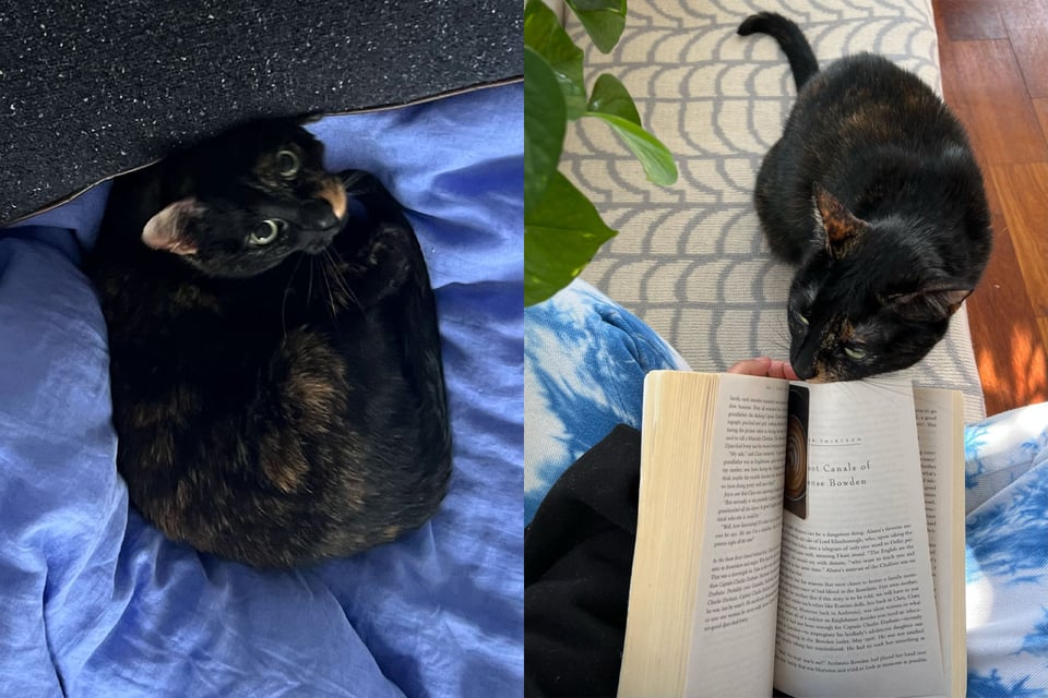 Two photos fo the same cat, with tortiseshell coloration, curled up on a bed and rubbing on a paperback book