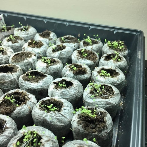 Seeds sprouting in peat pellets