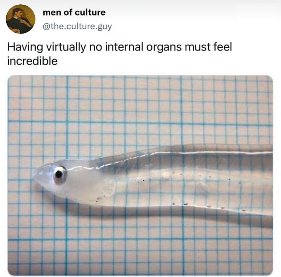 Twitter screenshot from @the.culture.guy.
A photo of a fish (?) laid out on a piece of grid paper. The fish is almost entirely see-through, so you can see the lines of the grid paper beneath it. There's a spine and some other bits visible inside, but barely.
Text reads: Having virtually no internal organs must feel incredible