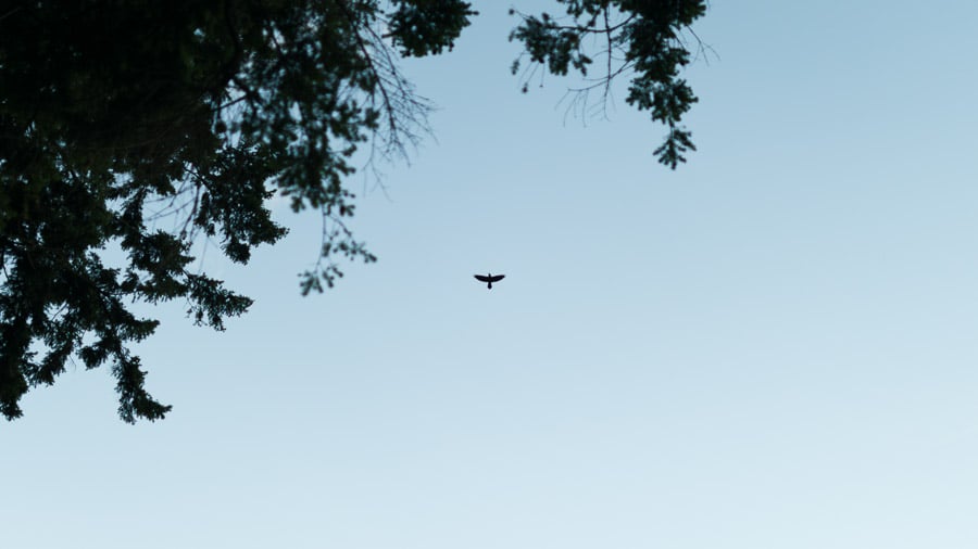 05 - Bird soaring