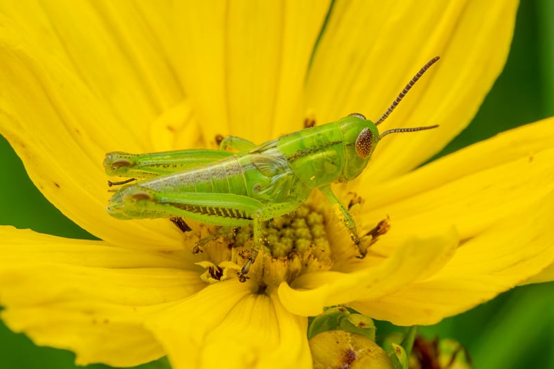 Here’s another pretty insect, a two-striped grasshopper (Melanoplus bivittatus). It’s a voracious vegetarian, and one of the bugs children learn about first when they see it hopping around prairie trails. / Photo by Earl Bye
