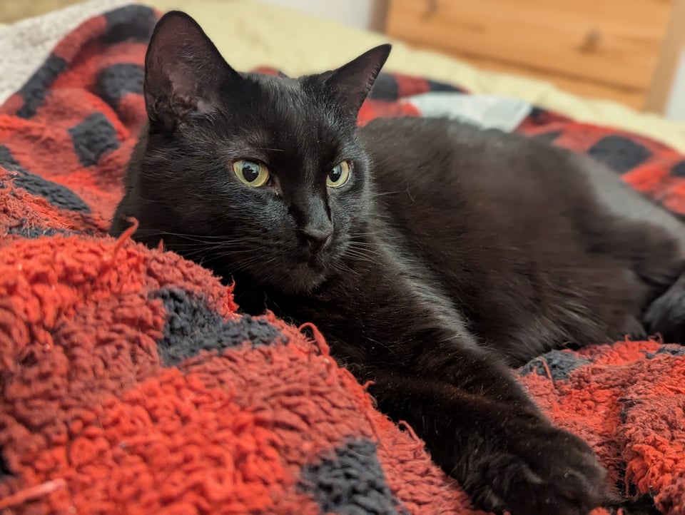 A black cat posing glamorously on a fuzzy red and black blanket