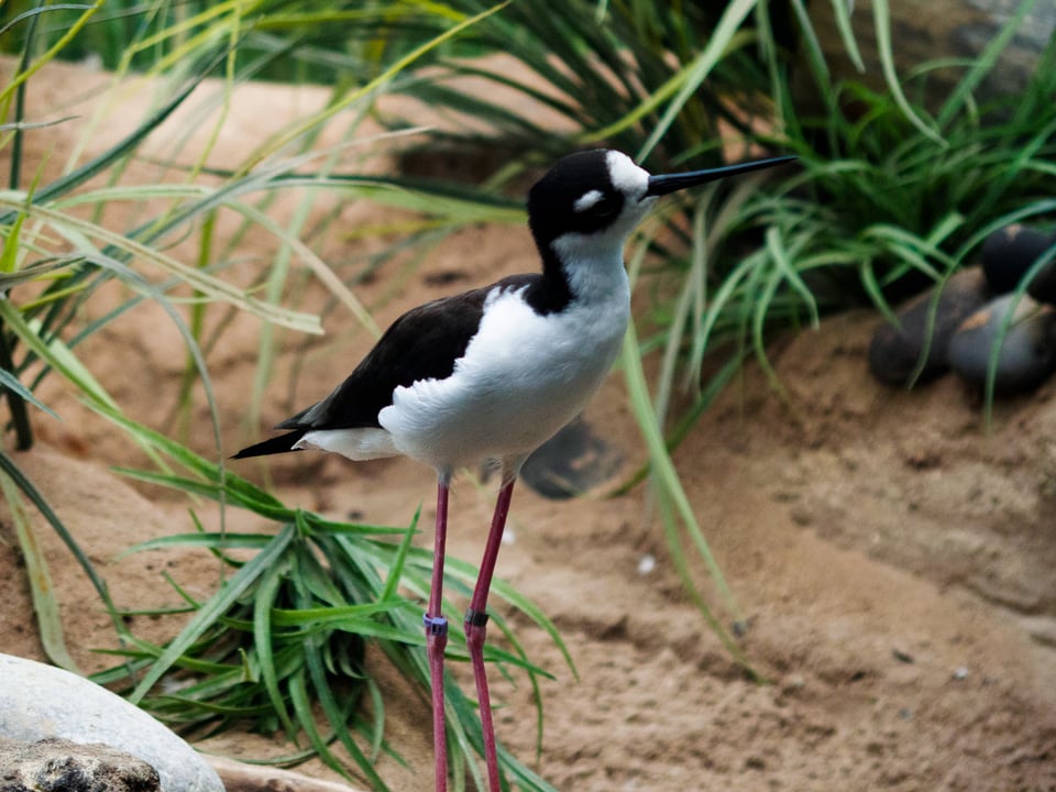 a black-necked stilt.