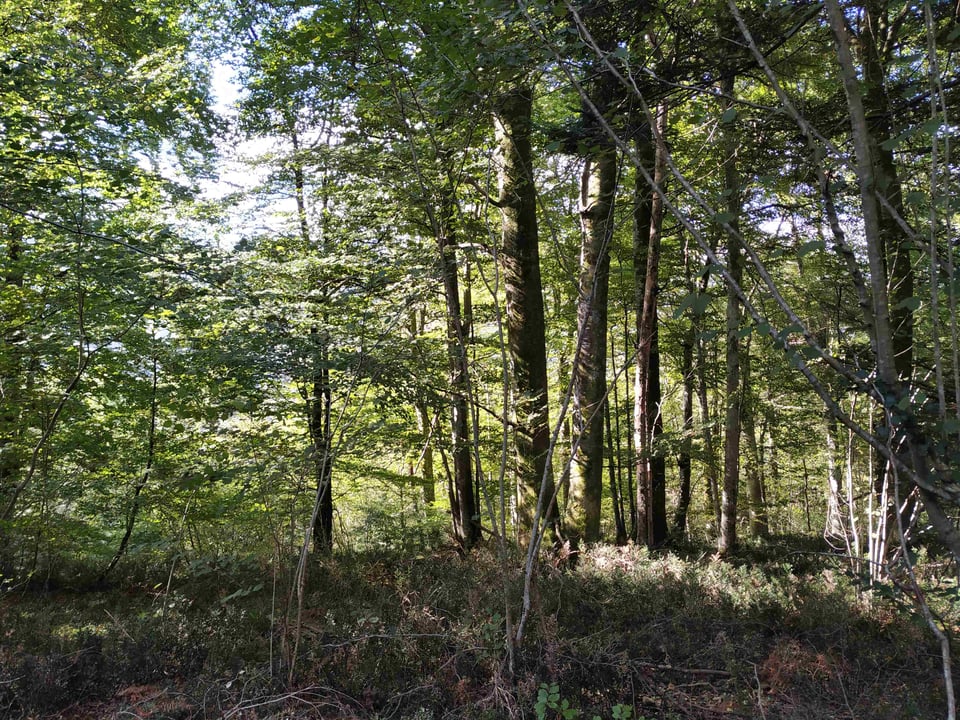 Forêt du Bager (Pyrénées-Atlantiques)