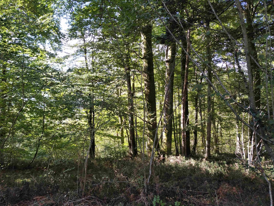 Forêt du Bager (Pyrénées-Atlantiques) 