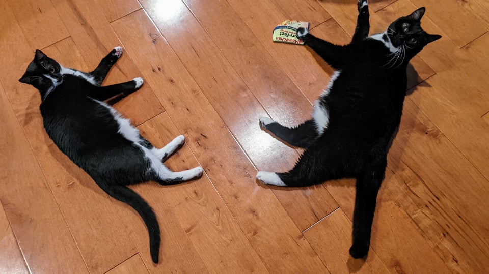 Two tuxedo cats laying on a wood floor, Nami (left) and Walter (right)