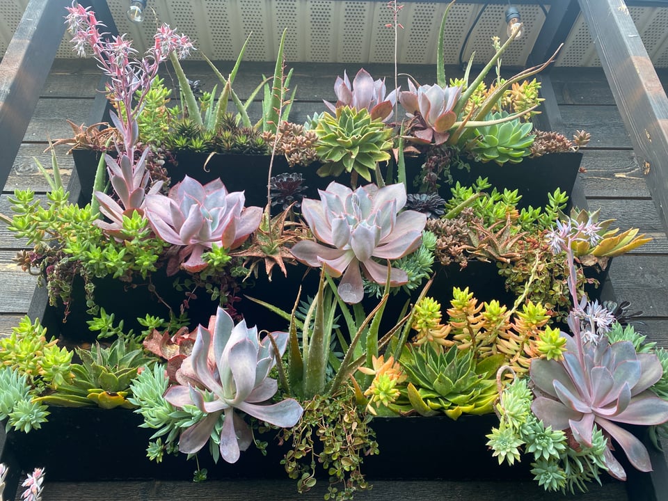 A vertical display of colorful succulent plants