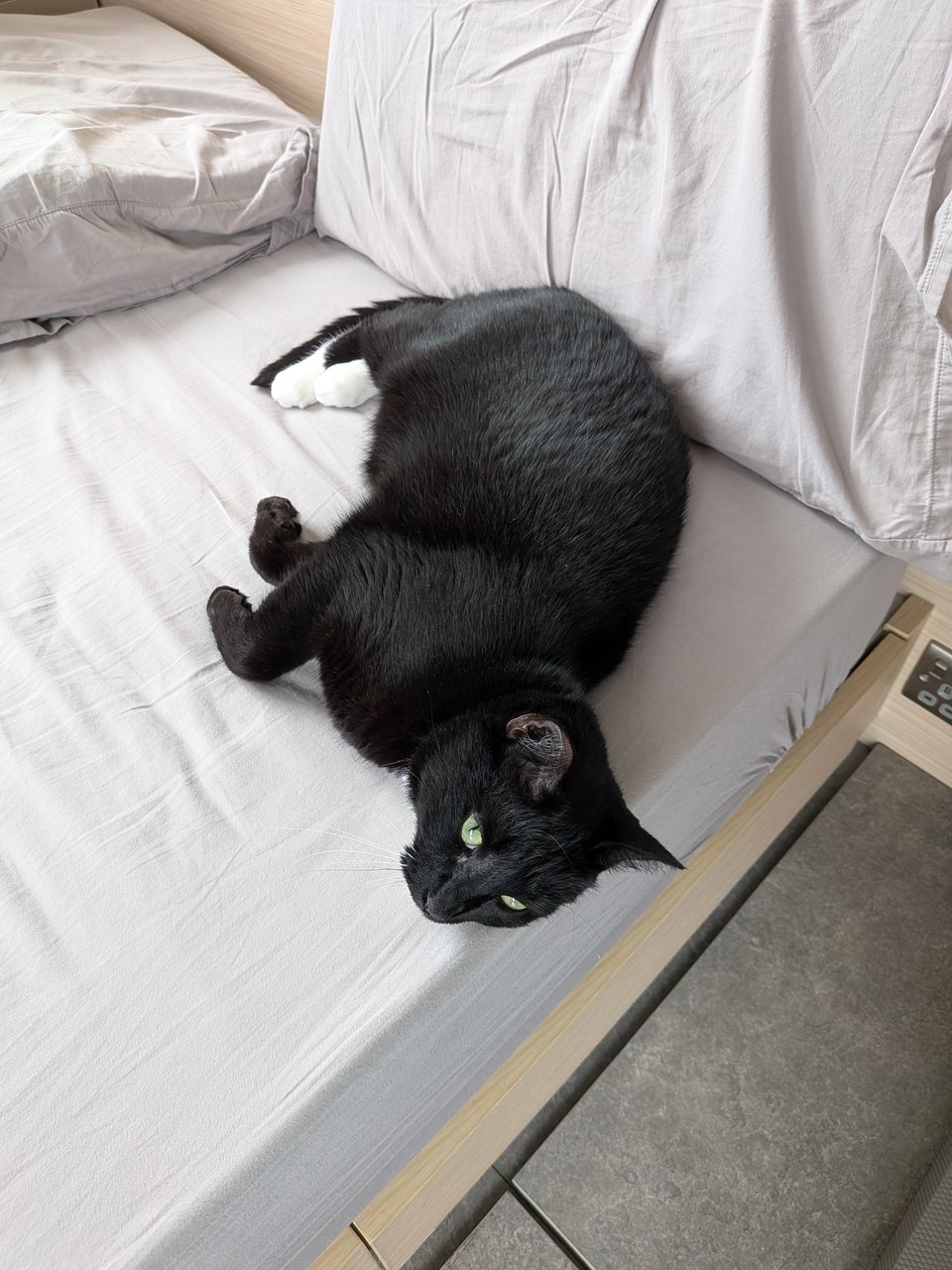 A tuxedo cat lies sideways on a bed with grey sheets