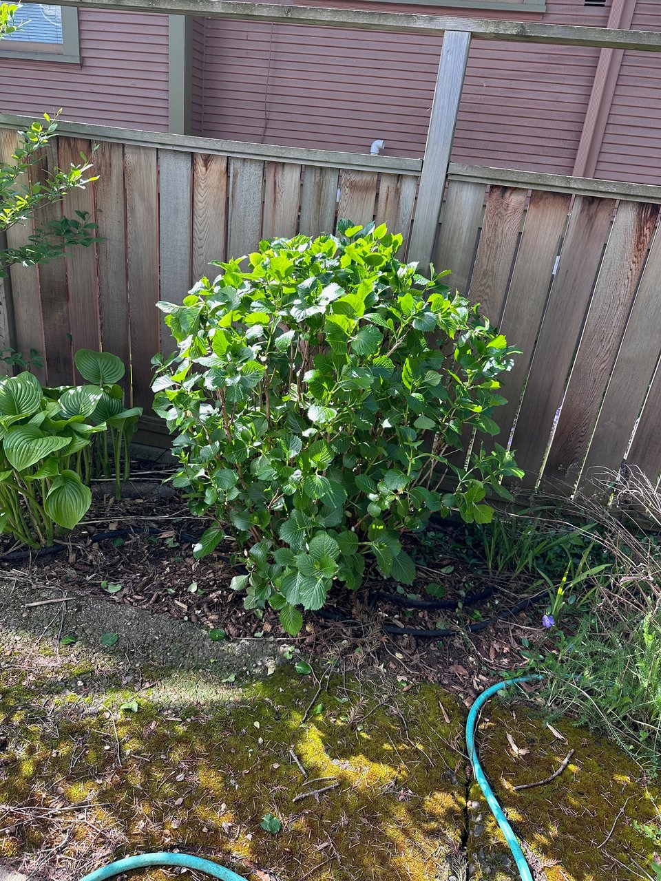 The same shrub on the same day, after amateur pruning. It's about the same height, but now has no dead blooms and isn't overhanging the sidewalk.