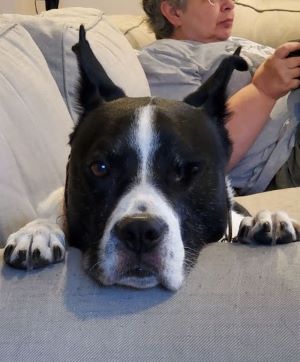 A dog rests his chin on the arm of a couch. Ann is in the background reading.