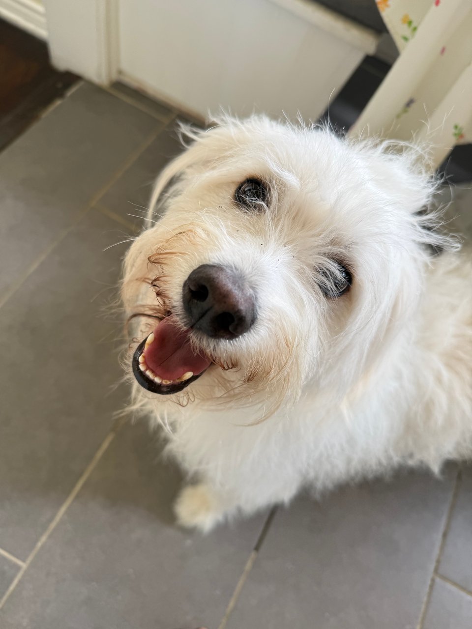 fluffy white dog looking up at the camera