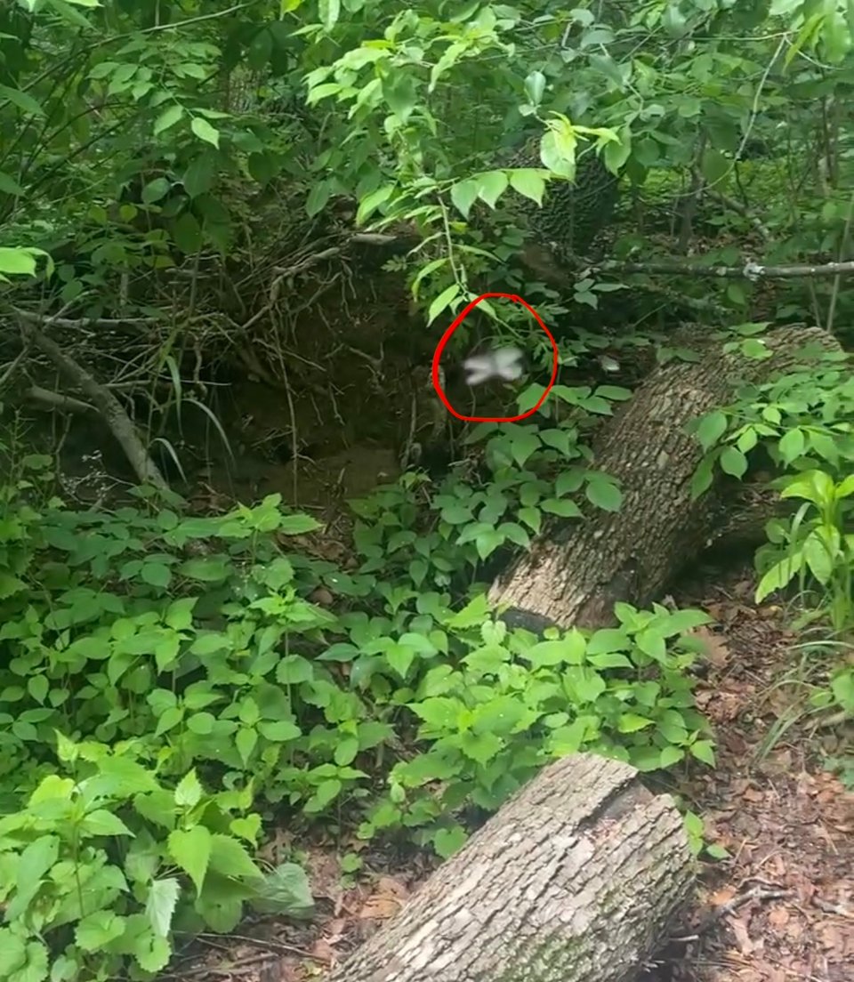 a photo of a log in the forest with a blurry white flying insect in the front (a termite)