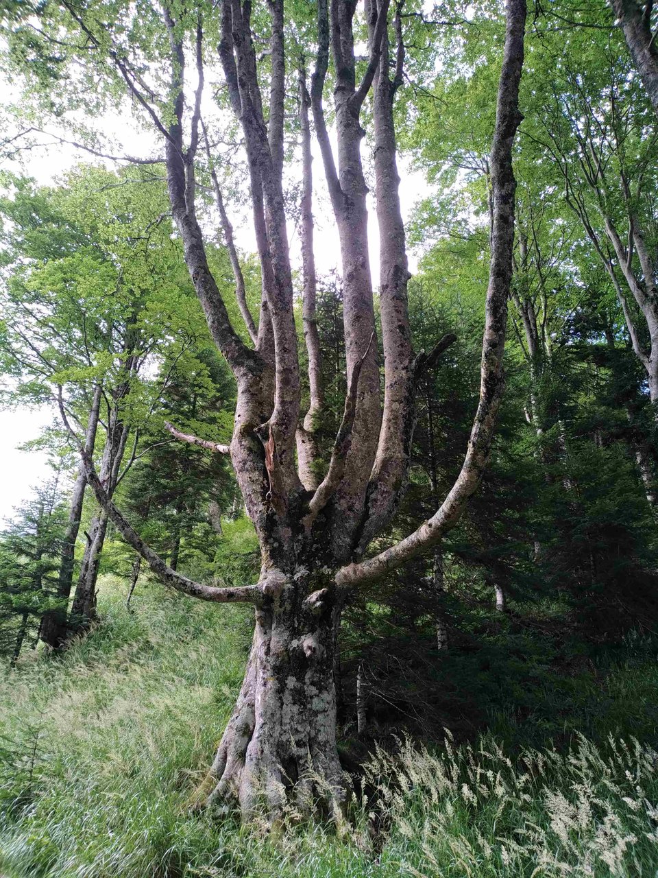 Hêtre têtard dans le cirque de Lescun, Pyrénées-Atlantiques.