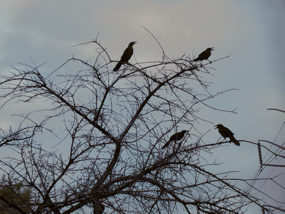 Silhouettes of birds perched on a bare tree at dusk.