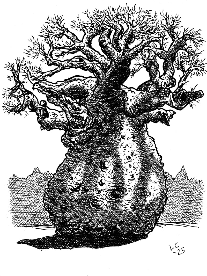 Black & white pen & ink drawing of a baobab tree