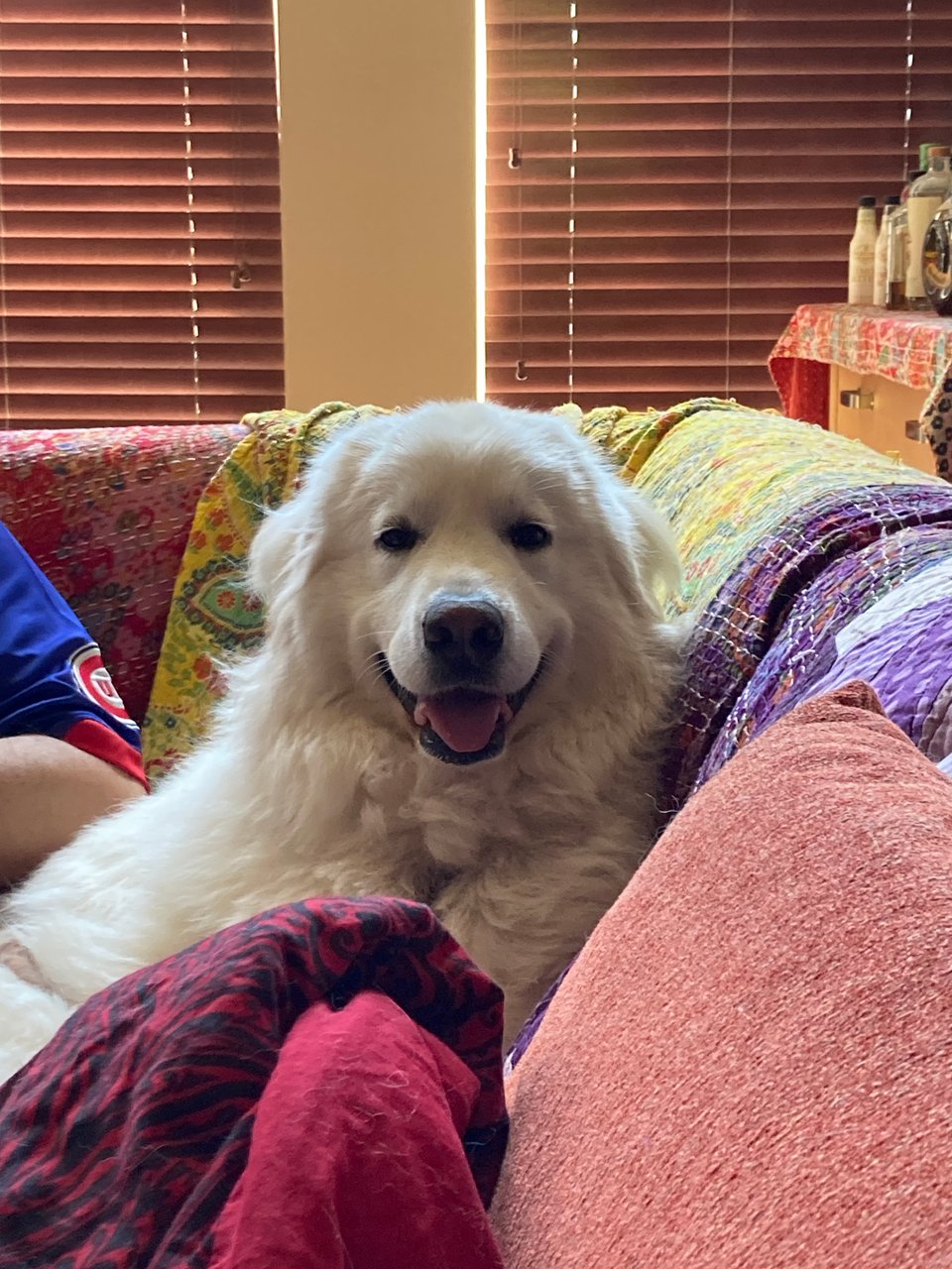 a fluffly white dog reclines on a sofa covered in colorful blankets