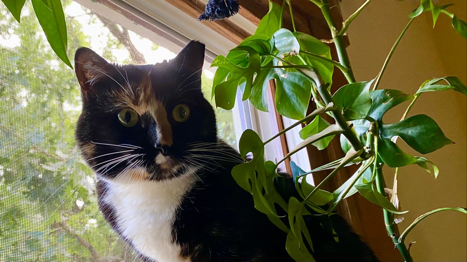 A tortie can with a white chest sits on a windowsill, in a yellow room, with a monstera plant next to it.