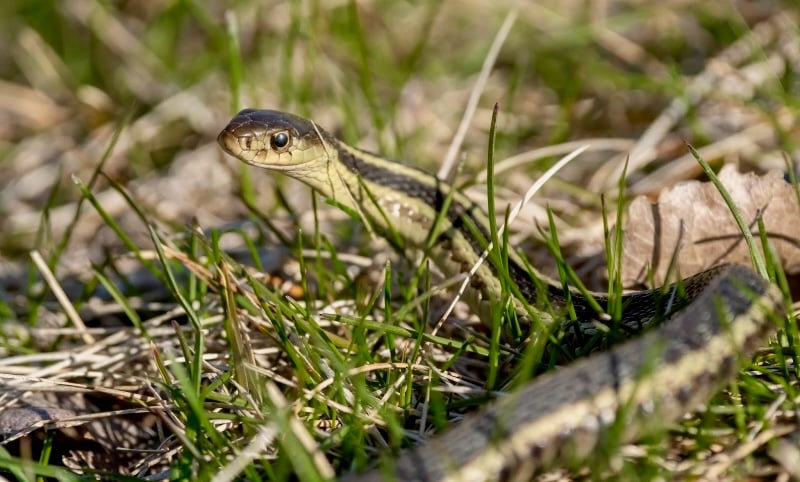 A garter snake shows itself, just briefly, on a trail along Rattlesnake Bluff. / Photo by Earl Bye