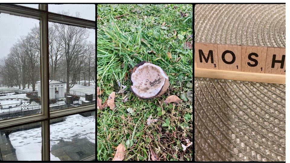 a photo grid with three pictures. L-R: a window with a view of snowy museum grounds; a broken coconut lying in grass; a Scrabble tray with tiles reading "mosh."