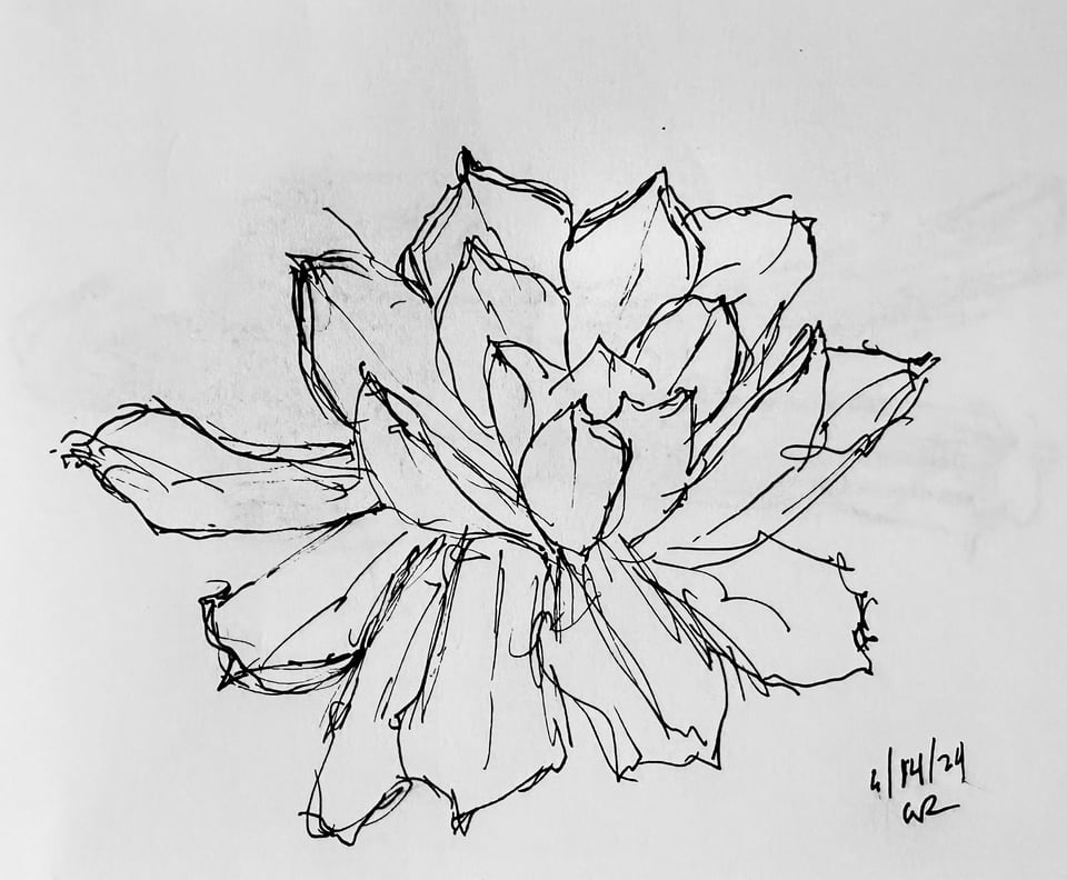 ink sketch of a succulent flower
