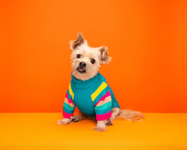 Sushi, a pom/Yorkie mix, sits in front of a bright orange background while tilting his head adorably. He wears a teal sweater with colorful stripes on the front legs.