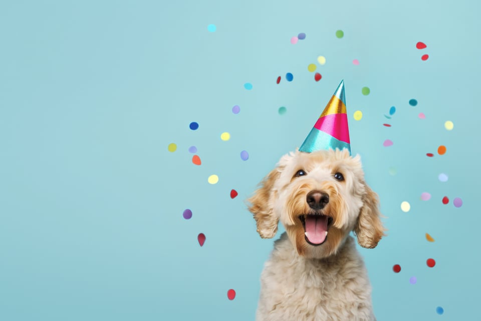 a tan labradoodle in a party hat grins with happiness