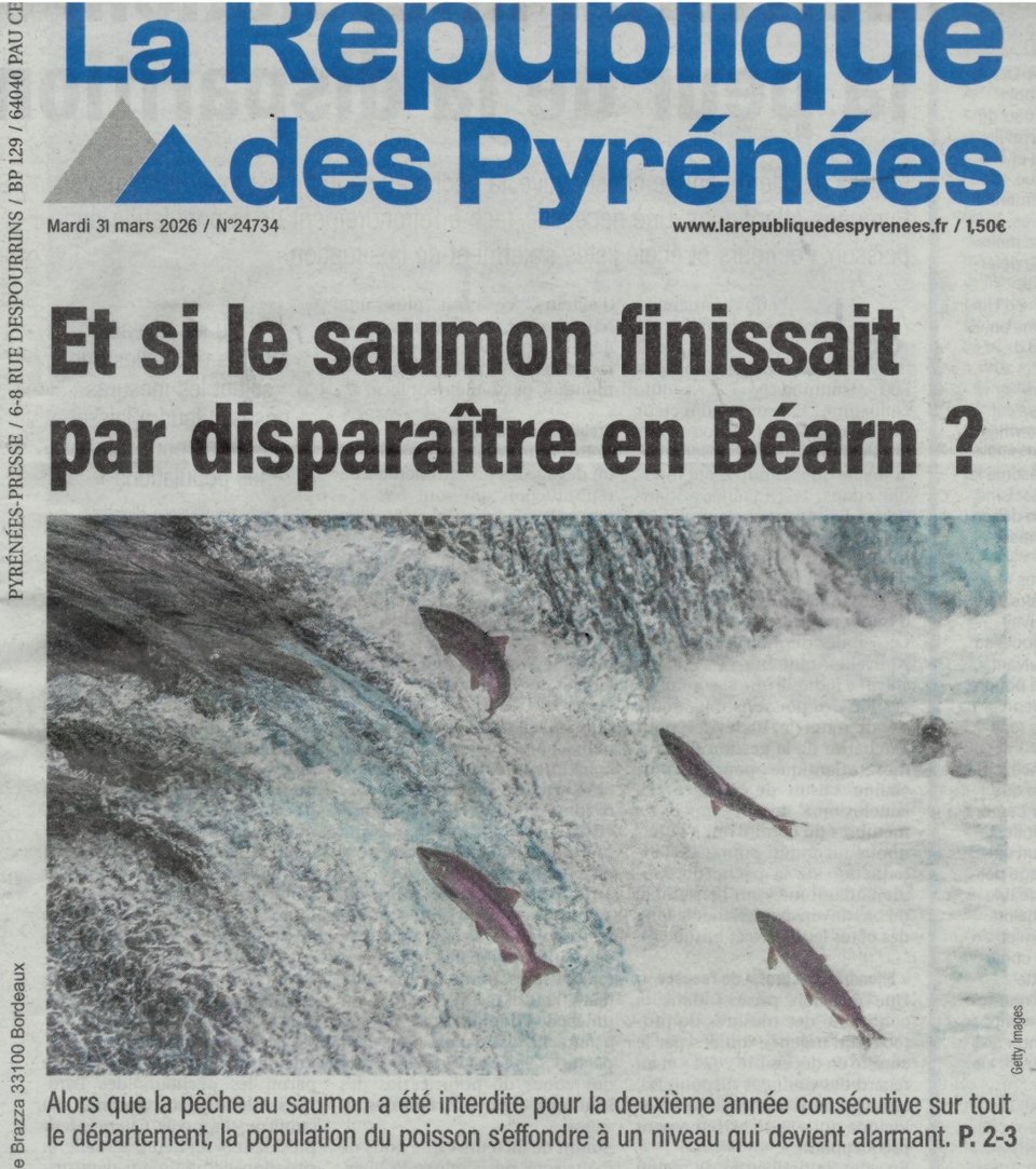 Article de presse du quotidien La République des Pyrénées du 31 mars 2026 s'interrogeant sur la disparition du saumon de l'Adour et citant l'Association Défense des Milieux Aquatiques (DMA) appelant à éloigner les filets de pêche des trois premiers milles de la côte, à l'instar de grands pays étrangers.