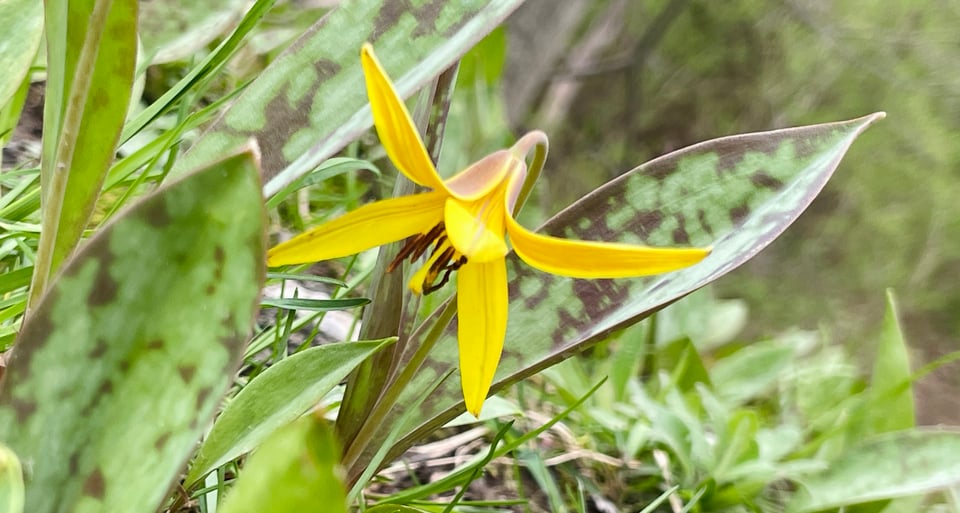 A trout lily blooming among the ground cover in front of a tree. Trout lilies are tiny spring ephemeral flowers, named for the fish-like brown spotting on their fish-shaped leaves. The flowers are bright yellow on the front and yellow with red-brown shading on the back, and they hang towards the ground to encourage smaller bees to pollinate them.