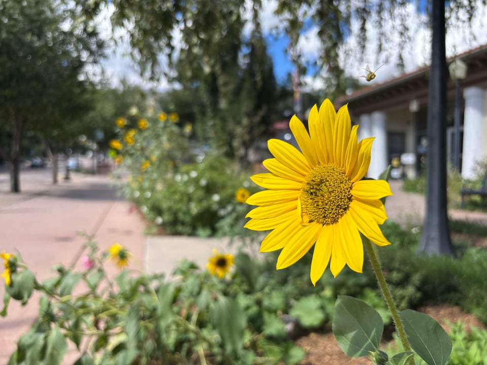 a sunflower on the street