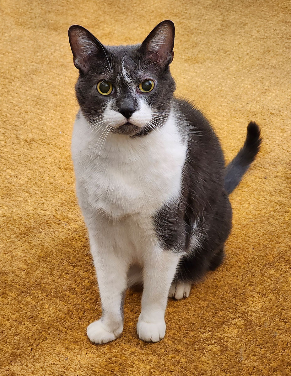 A grey and white cat stares straight into the camera, demanding attention. He is very handsome and very weird.