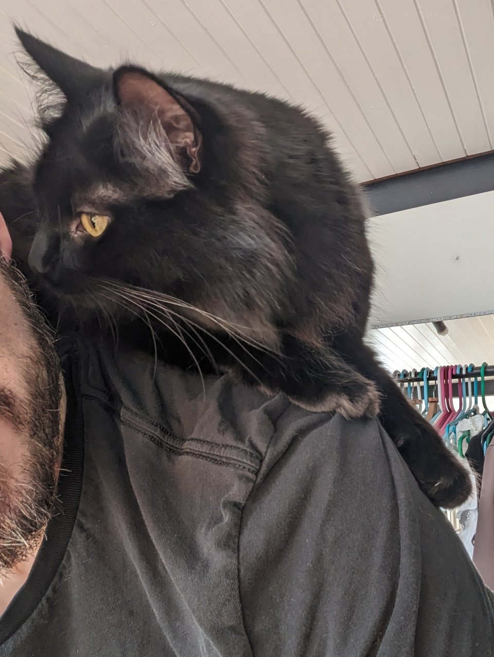 A photo of my black cat Agnes sitting on my shoulder.