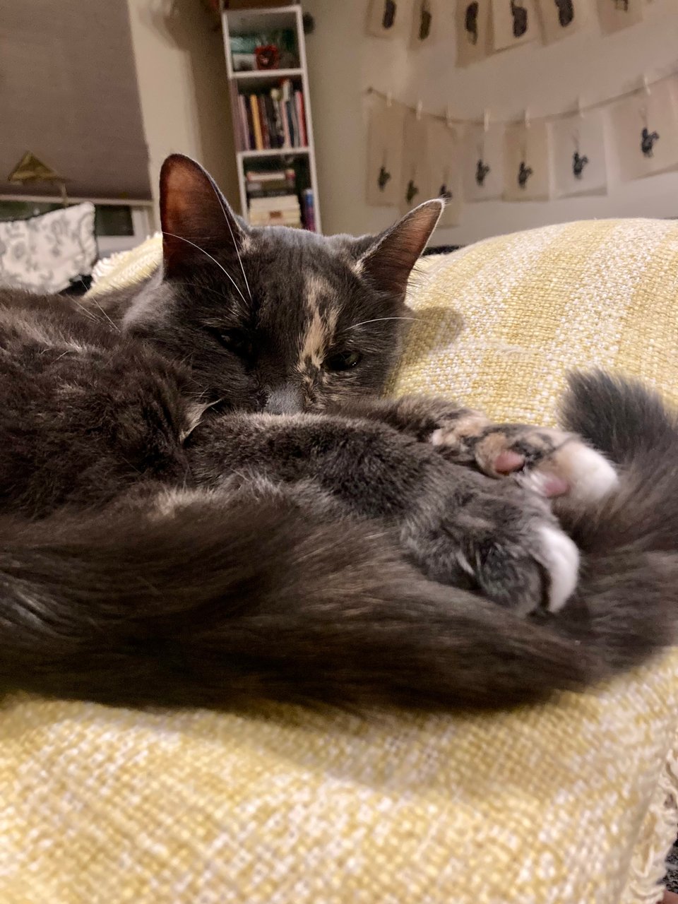 a gray dilute tortie cat sleeping with her feet in a pile on a yellow cushion.