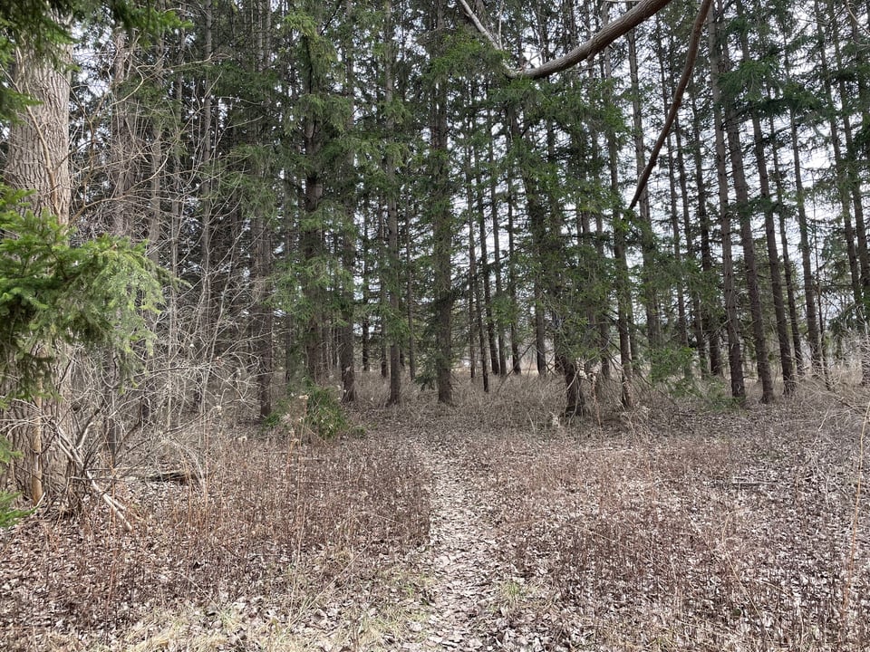 A narrow, unpaved path through a grove of tall pine trees on a clear spring day.