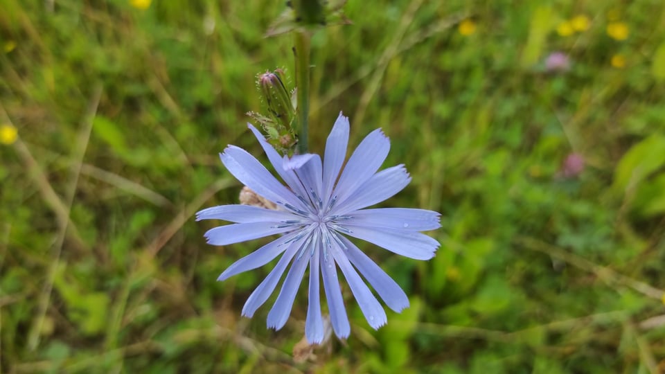 Blue bicycle wheel style petals on a lovely flower